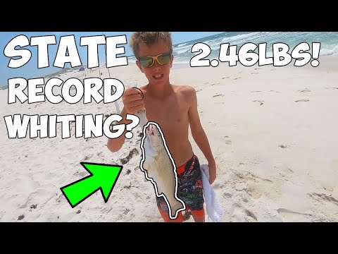 Surf Fishing - STATE RECORD Whiting Caught? Whiting Fishing (Kingfish)