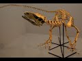 FÓSSIL COM MÚSCULOS E VASOS SANGUÍNEOS (SANTANARAPTOR)? - MESOZOICO ZOADO #IDENTIDINO #SHORTS