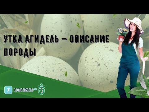 Утка Агидель — описание породы