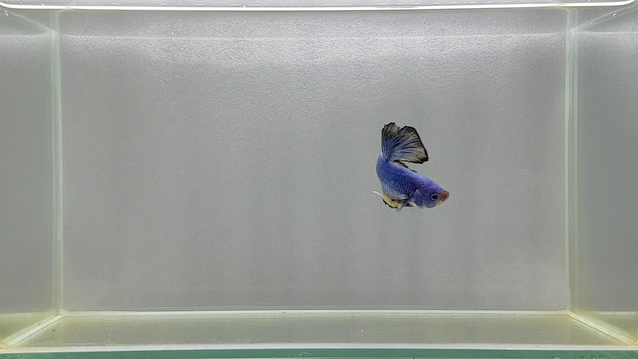 Male Betta JN42 Sweden Mustard Gas HMPK for Breeding YouTube