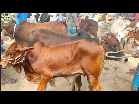 আজ ১৭ নভেম্বর | ৪৫ থেকে ৬০ হাজারের মধ্যে খামার উপযোগী দেশাল ষাঁড় গরুর দাম | জাবরহাট