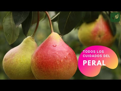Video: ¿Puede un solo peral dar fruto?