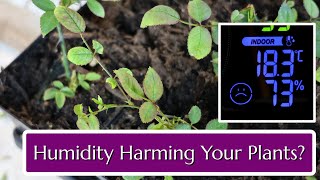 Is High Humidity Harming Your Plants?