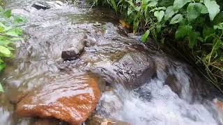 Calming Sound of Mountain River. Nature Sounds, Flowing Water, White Noise for Sleeping by River Sounds 82 views 3 weeks ago 1 hour