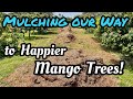 Mulching our way to happier mango trees