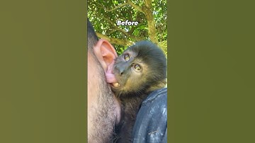 Shocking Video of NEW 2024 Monkey Pox Epidemic?? 🙀🙈