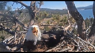 Big Bear Eagles ~ INTRUDER ALERT!! Shadow Chases Young Eagle Out Of Area! SLOMO! 2.15.20