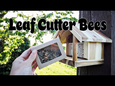 Leafcutter Bees from