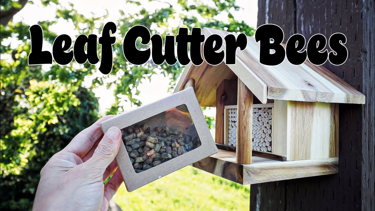 Leafcutter Bees from Kind Bee Farms YouTube