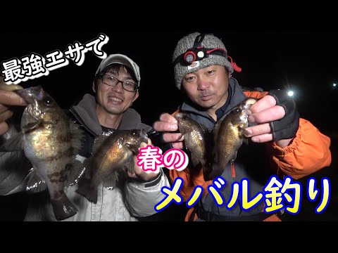 シーズンスタート！春のメバル釣りをコラボで楽しんできました！