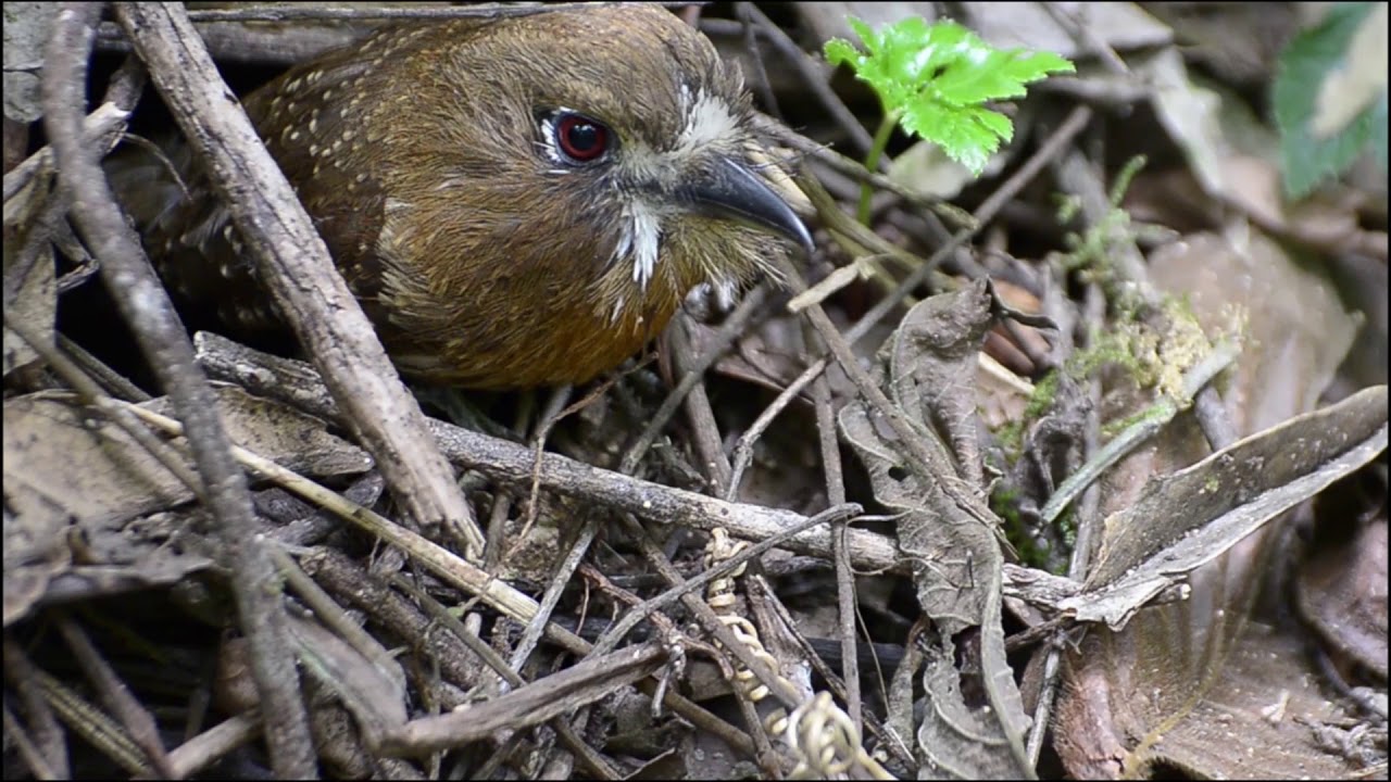 Malacoptila mystacalis by Janns Varón
