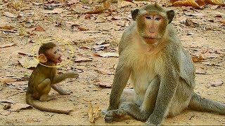 Looking like Baron tries to jerk at Luki But monkey Luki gets ignored