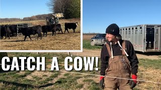 Ep 14  How to catch a cow