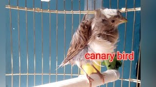 canary bird female voice screenshot 5