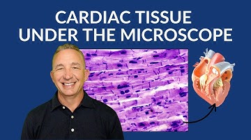 Cardiovascular System: Cardiac Tissue Histology