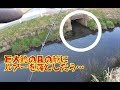 強烈アタック!!春のナマズ釣り!!用水路の怪物を釣り上げろ!!