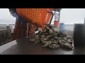Maine's oyster industry sees record sales as more farmers cash in