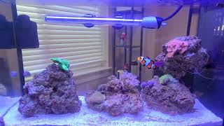 Fluval Evo V 5 Gallon Nano Reef One Month Update