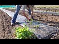 How to plant strawberries market garden strawberries plasticulture strawberries