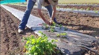 How to Plant Strawberries, Market Garden Strawberries, Plasticulture Strawberries