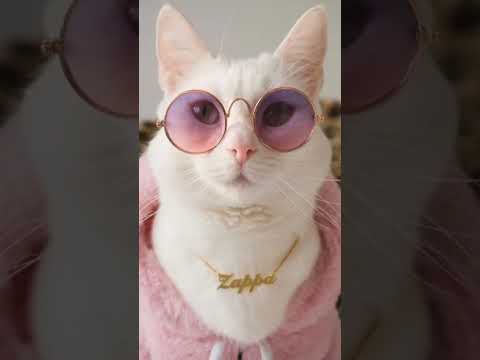 Lovely Pet Cat Glasses Pets Sunglasses For Cats Kitten Eye-wear Fun Accessories