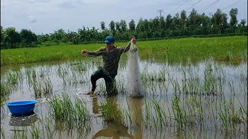 Giăng lưới cá rô đồng-đầu mùa con nước nổi / vũ heo