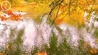 NYC Relaxing Rain Sound in Central Park - Manhattan, New York 4K