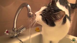 Кот смешно пьет воду! Кот смешно пьет воду!