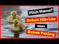 Cara Membuat Pakan Bebek Dari Keong Mas