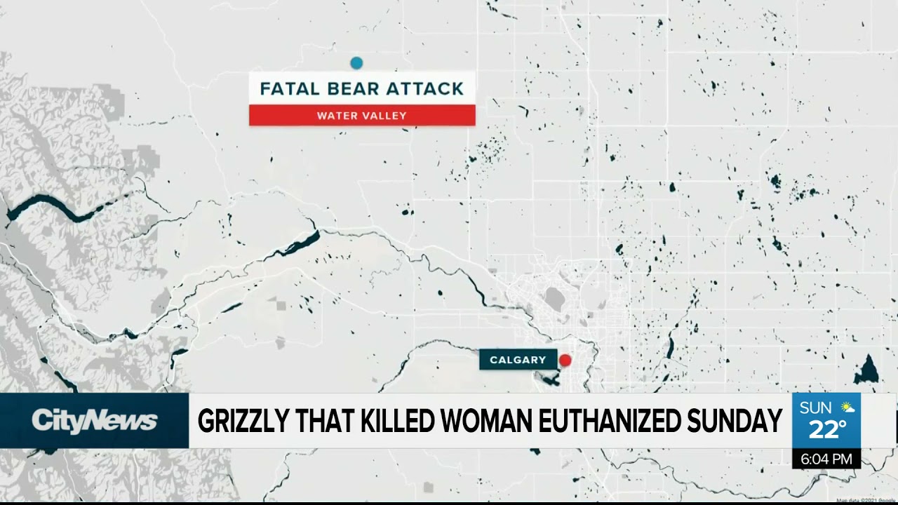 Grizzly bear that killed woman weeks ago euthanized after recently ...