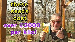 Are These the MOST EXPENSIVE Seeds: Growing Tomatoes from Seed