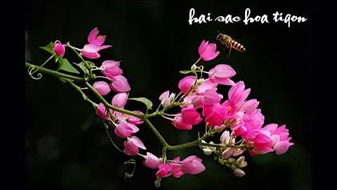 TTKH - Những bài thơ một thời vang bóng (4 Bài)