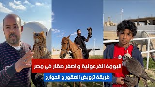 البومة الفرعونية المفترسة واصغر صقار فى مصر وطريقة ترويض الصقور والجوارح #٦٠شو_مع_الدكتور_حاتم_ستين