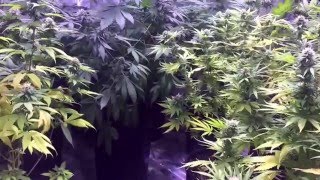Primo's Garden Update - Day 31 of flower
