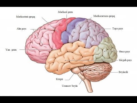 Video: Biologiyada bioelektrik nədir?