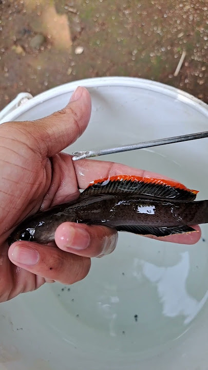 Bikin alat sederhana buat ikan channa hasil mancing tidak mati