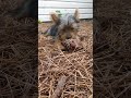 Baby Yorki plays with a pinecone #funnypuppy #yorkie #yorkshire