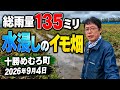 総雨量135ミリ【水浸しのイモ畑】2026年9月4日