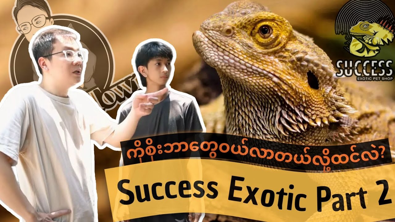 EP35 Success Exotic Part 2 [Turtle/ Tortoise/ Bearded Dragon/ Gecko/ Flying River Turtle]