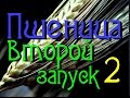 Самогонщик Тимофей. Пшеница второй запуск. Пшеничная брага.