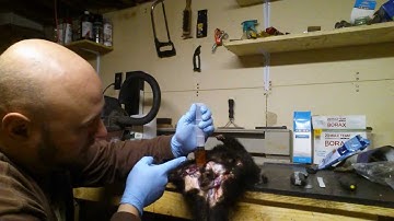 Removing skunk essence and sacs