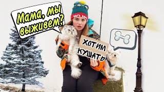 24 ЧАСА НА УЛИЦЕ С КОТАМИ И СОБАКОЙ БЕЗ ДЕНЕГ В МОРОЗ!