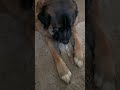 @victoriahelloisme: #dog #doglover