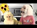 Monkey FREAKS OUT Over Baby Sisters Fan Mail Gift!!!  😲 | Pet Monkey | Capuchin Monkey