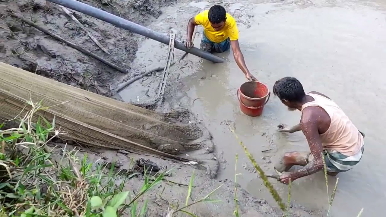 টানা জাল দিয়ে মাছ ধরা দৃশ্য।  #bassfishing #fishing #video #pondfishing #villagefish