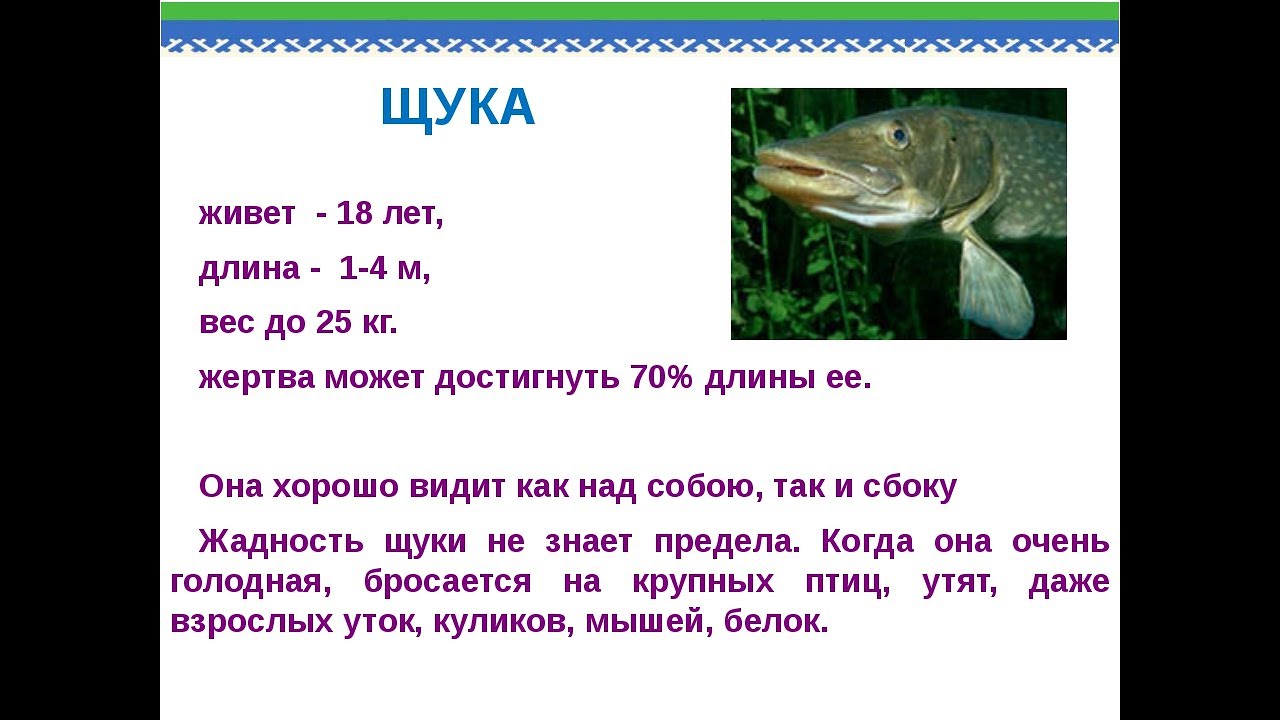 Особенности рыб 2 класс. Щука презентация. Доклад про щуку. Сообщение о щуке. Характеристика щуки.