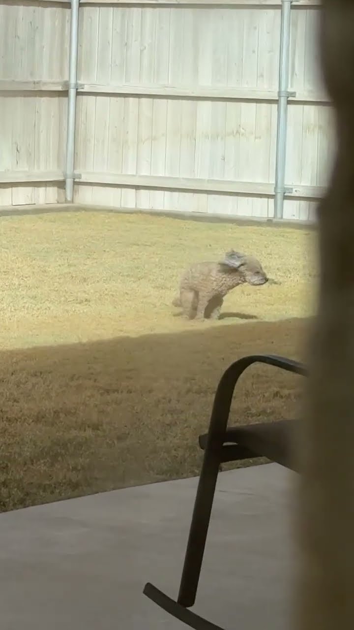 Poodle Struggles To Poop On Windy Day || ViralHog