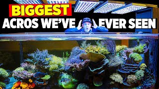 This guy has SEVEN Fish Tanks in his House 🤯