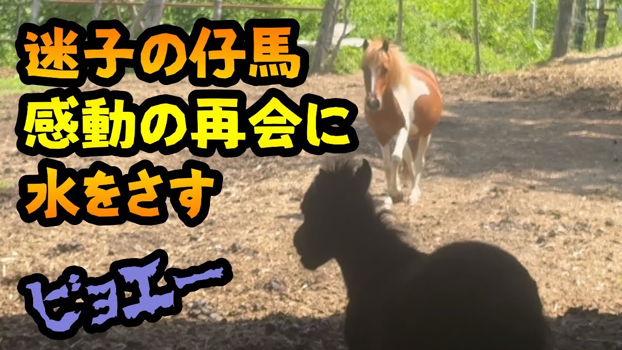 【馬の赤ちゃん】迷子の仔馬　感動の再会に水をさすビョエー