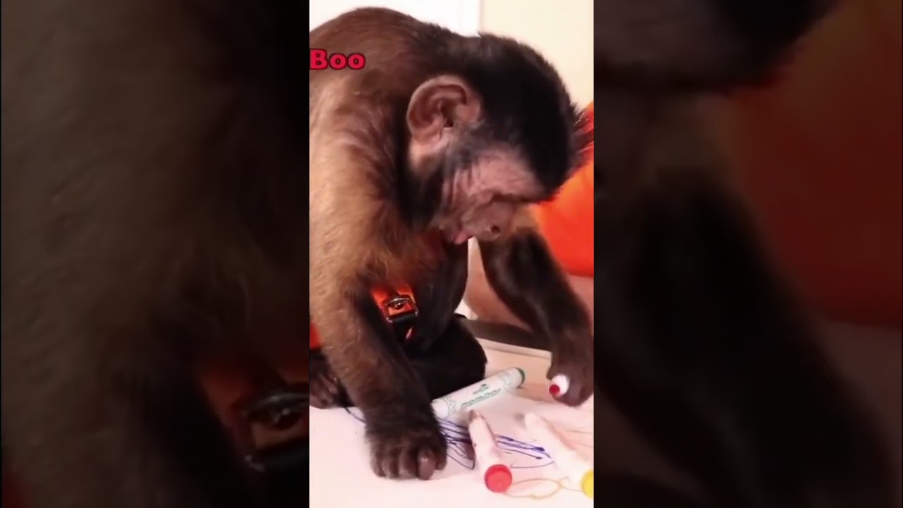 Monkey artist drawing 